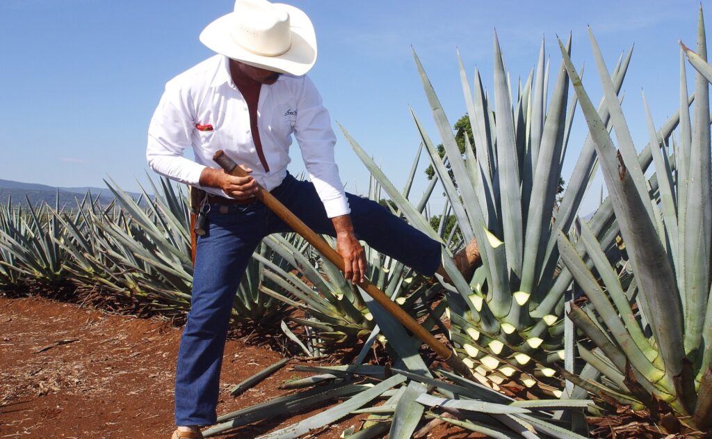 Jimador con agave