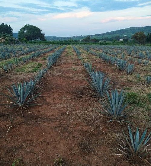 Plantación de Agave Weber